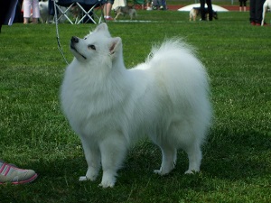 Lilli ROP Kemi 9.6.13